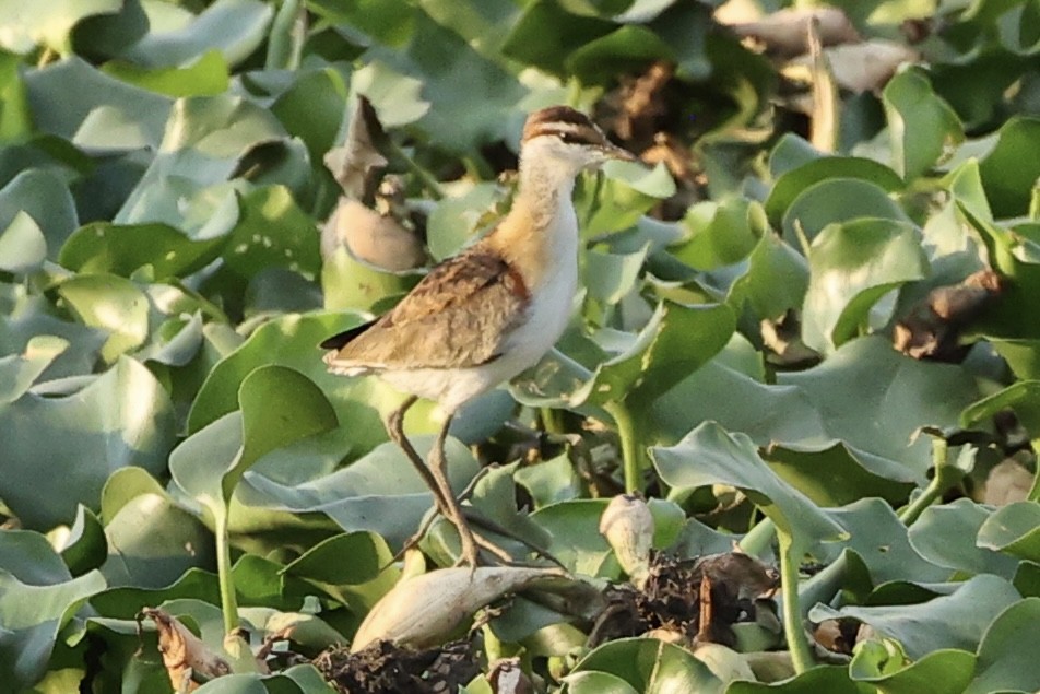 Lesser Jacana - ML643684435
