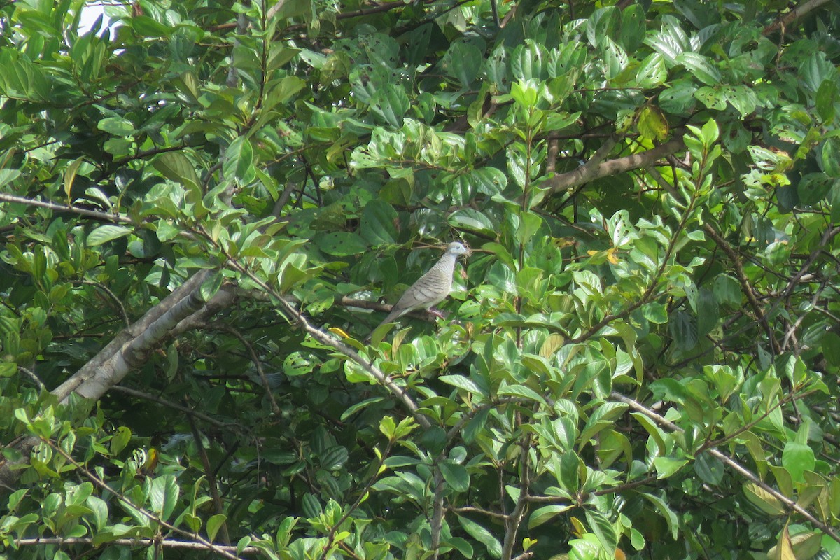 Zebra Dove - ML643684436