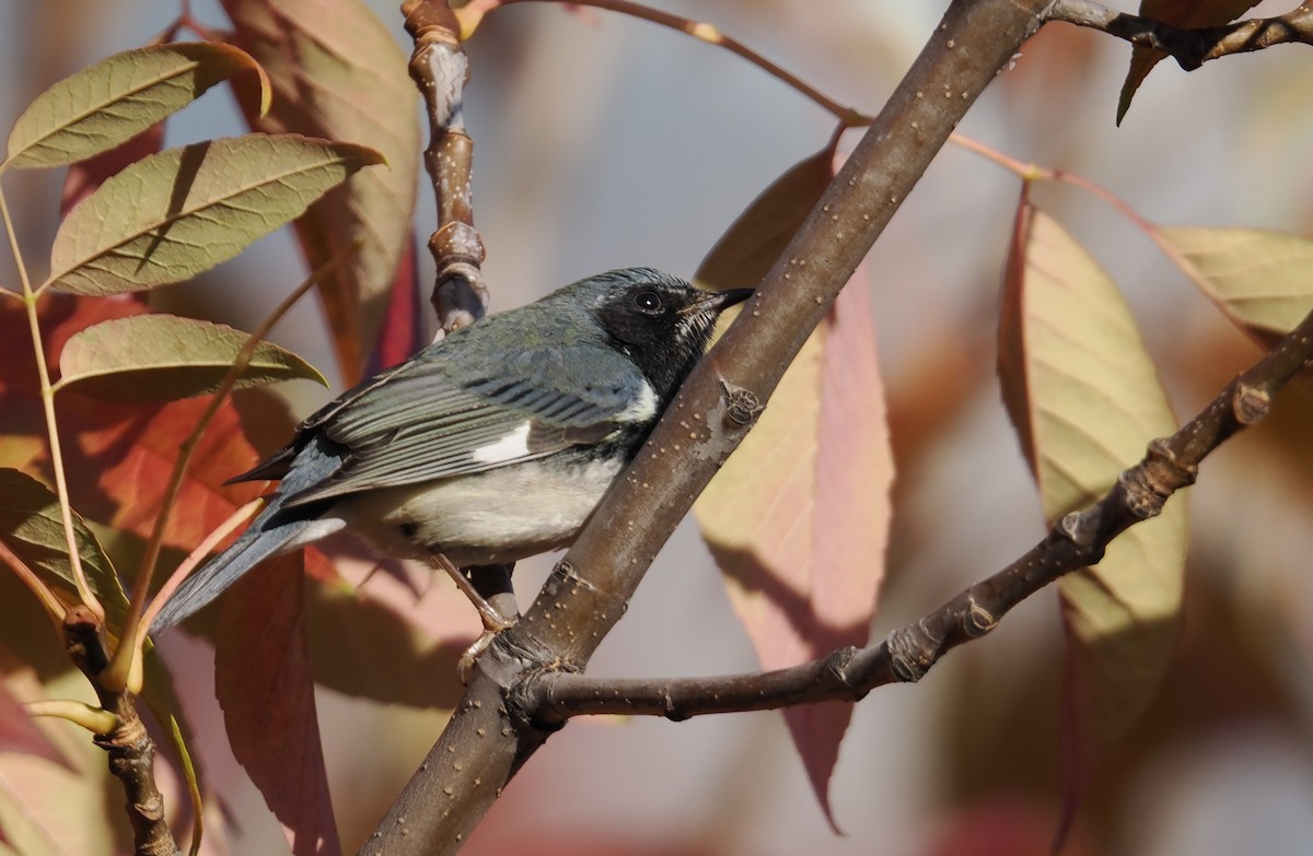 Black-throated Blue Warbler - ML643684437