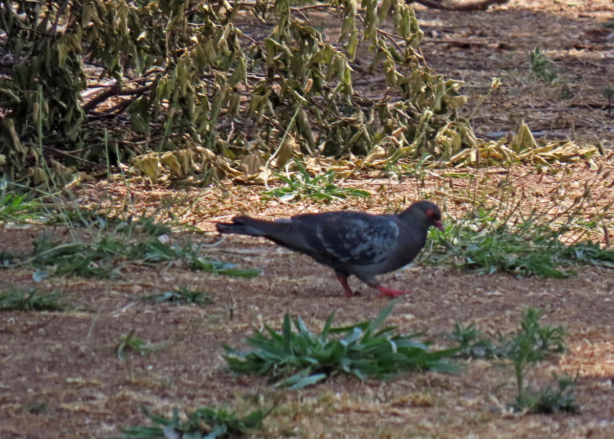 יונת בית - ML643684444