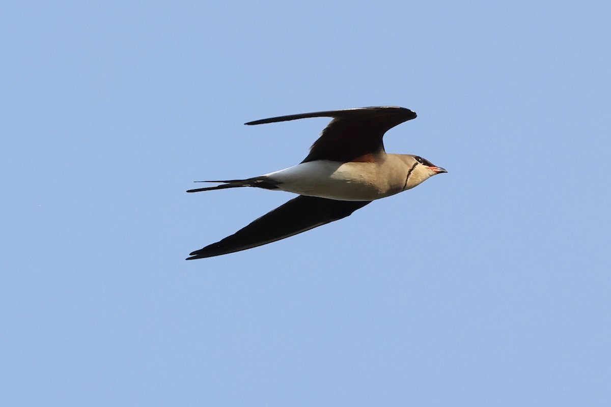 Collared Pratincole - ML643684448