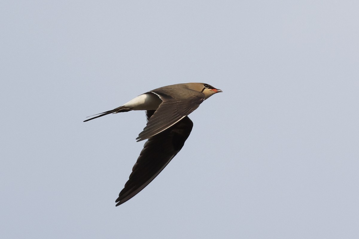 Collared Pratincole - ML643684449