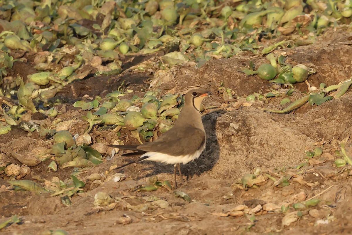 Collared Pratincole - ML643684450