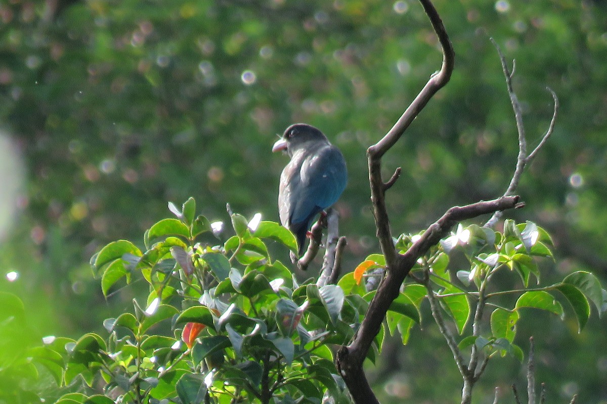 Dollarbird - ML643684453