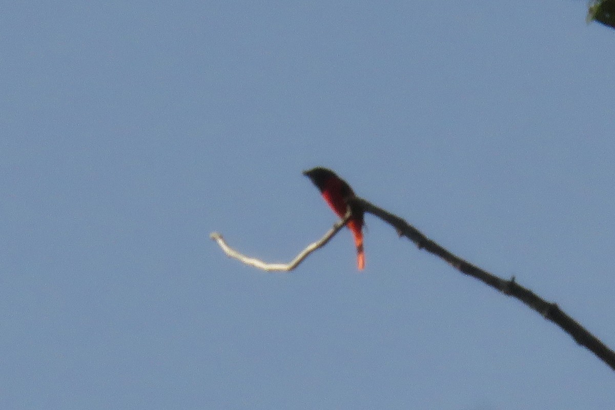 minivet sp. (gray minivet sp.) - ML643684455