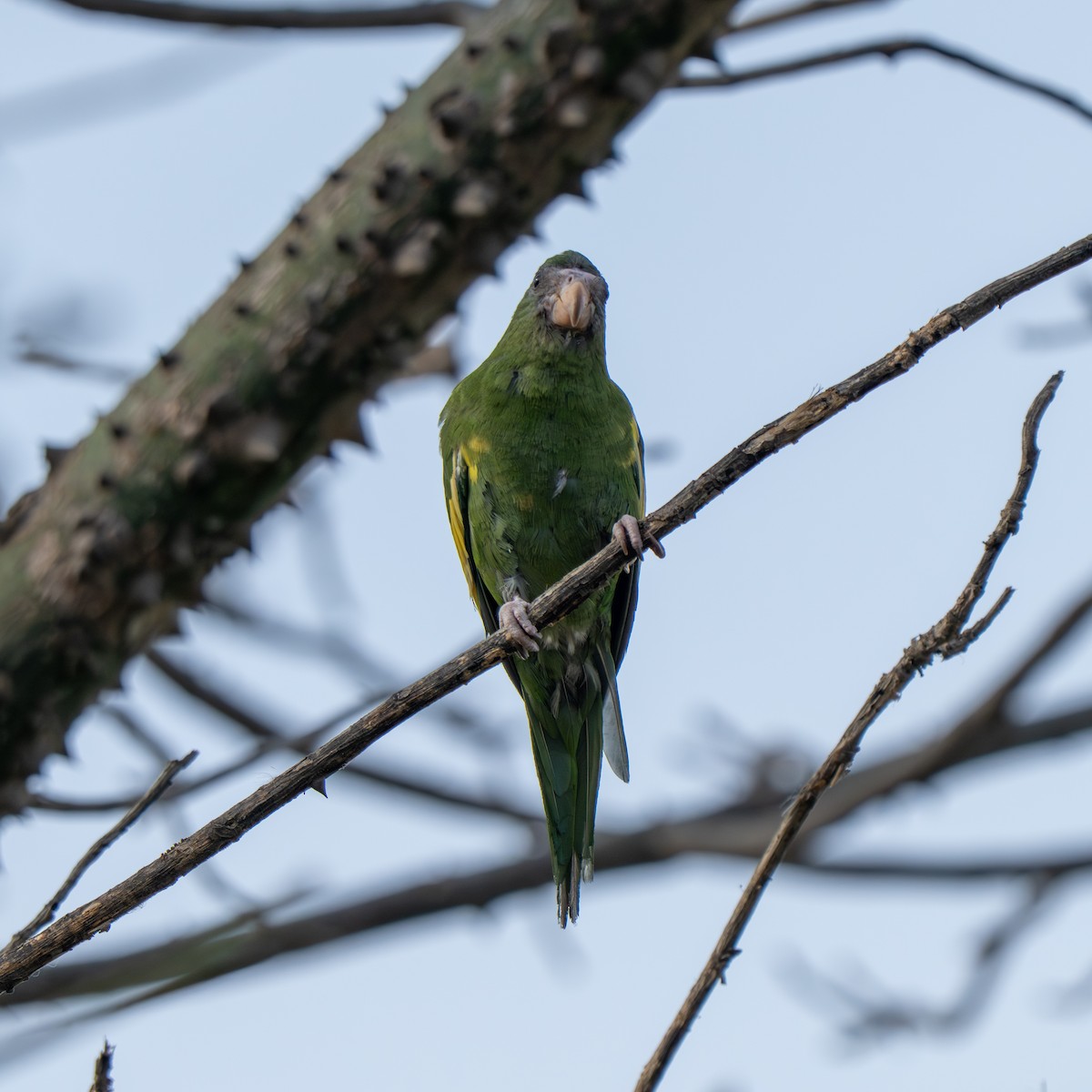 White-winged Parakeet - ML643684465