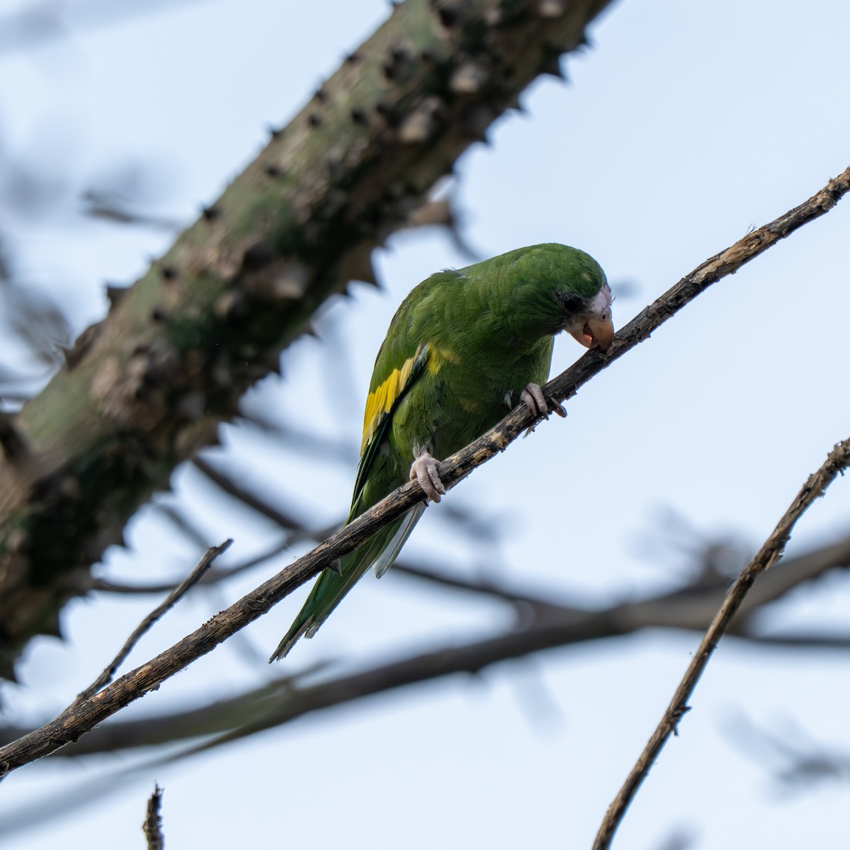 White-winged Parakeet - ML643684466