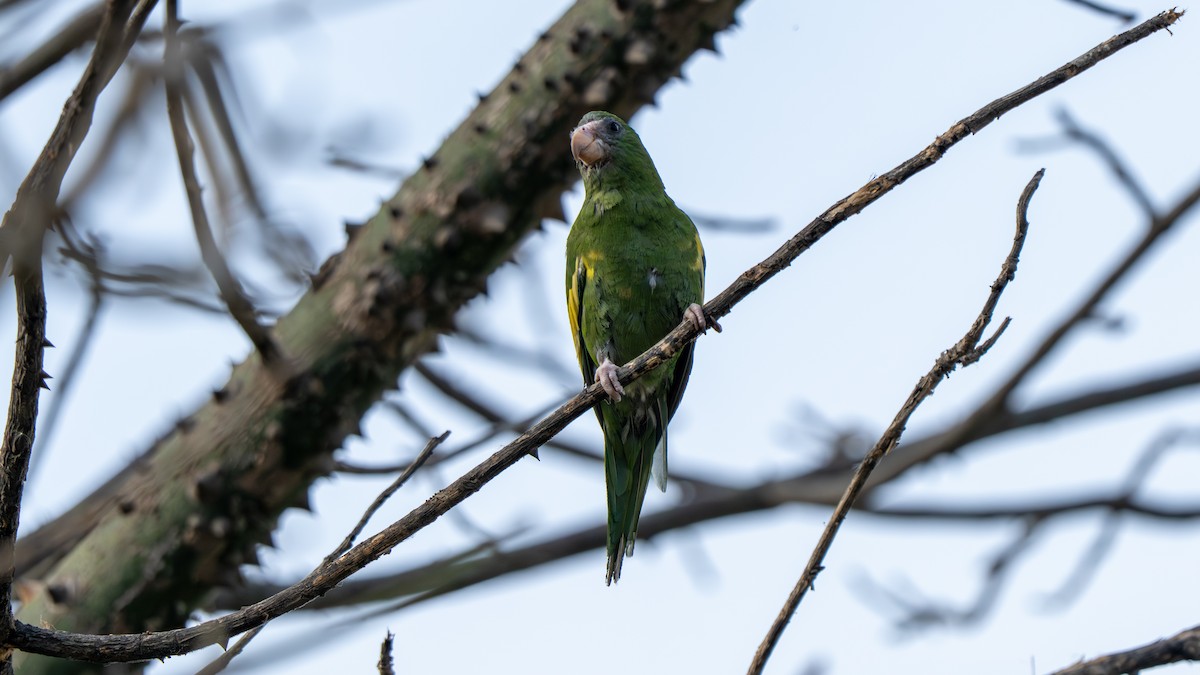 White-winged Parakeet - ML643684467