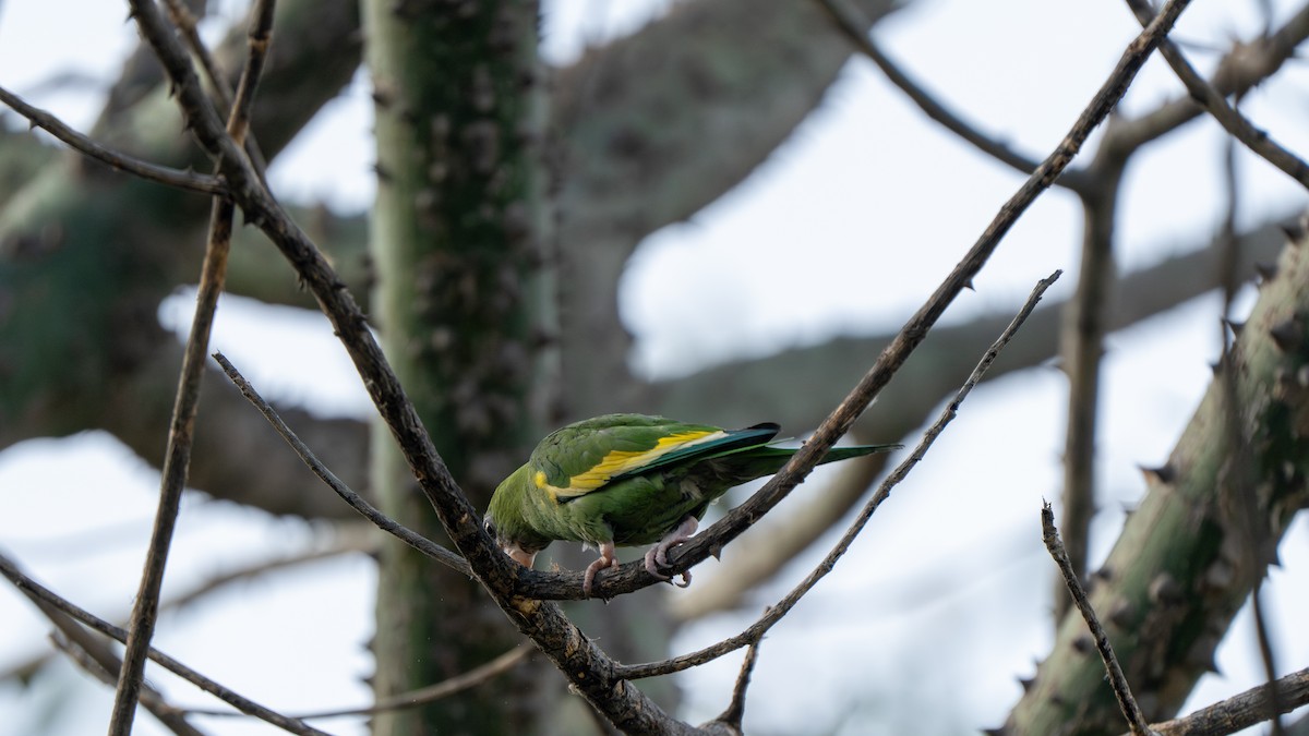 White-winged Parakeet - ML643684468