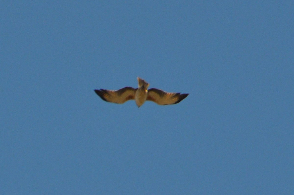 Little Eagle - ML643684469