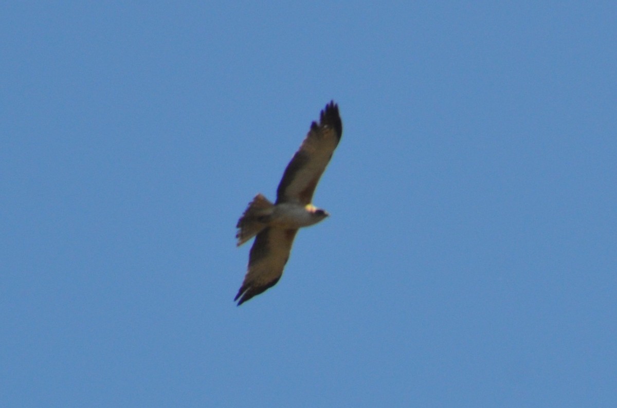 Little Eagle - ML643684470