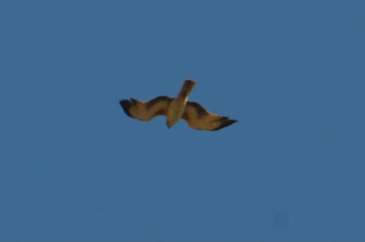 Little Eagle - ML643684471