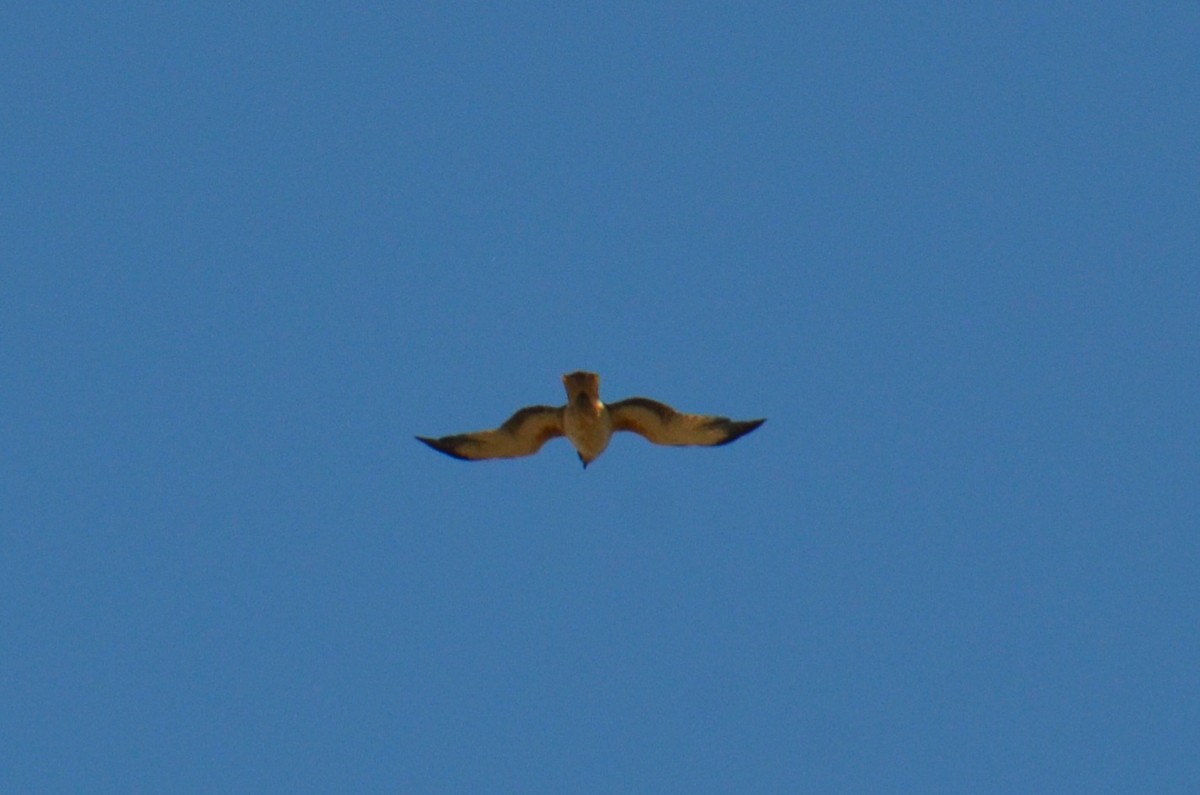 Little Eagle - ML643684472