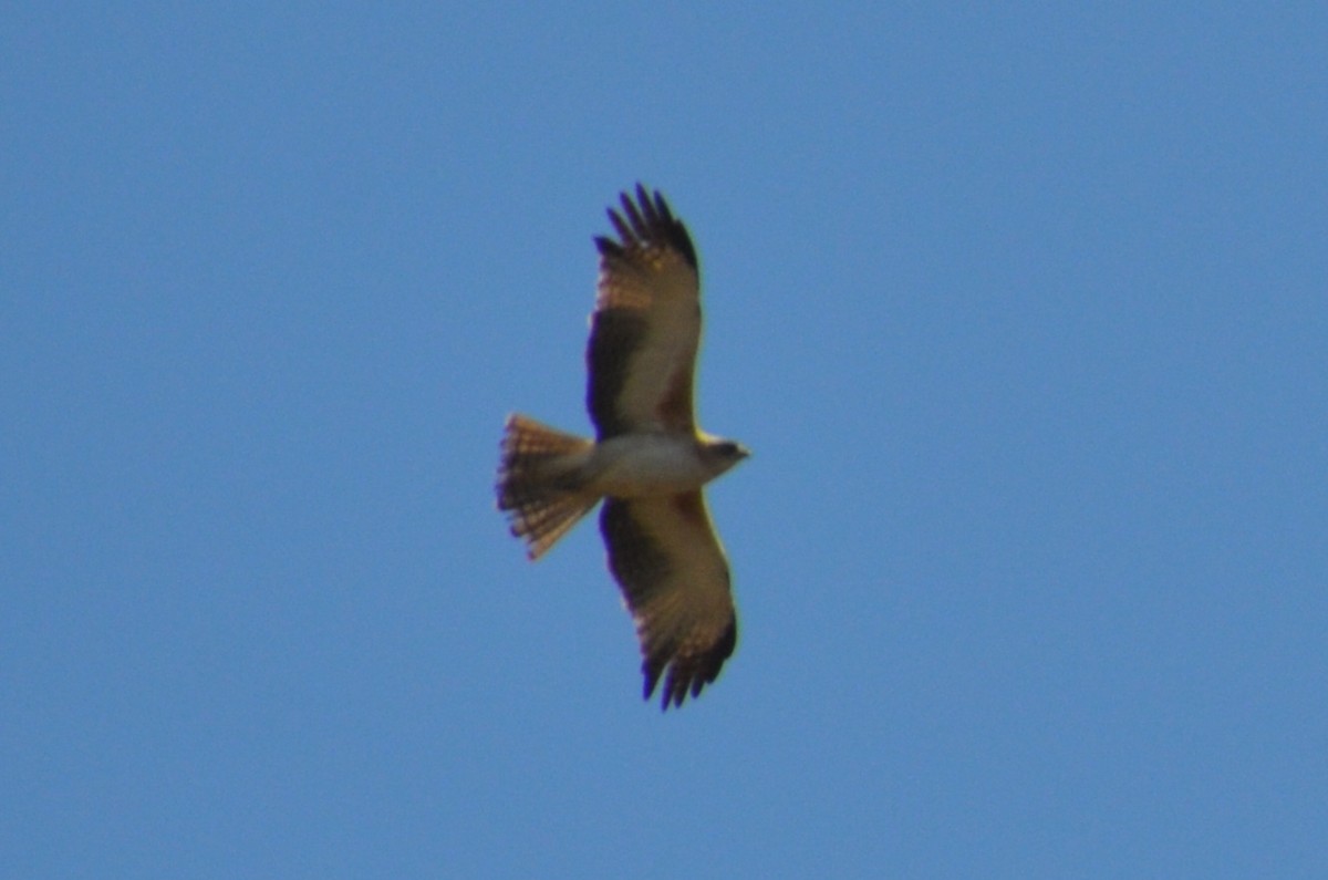 Little Eagle - ML643684473