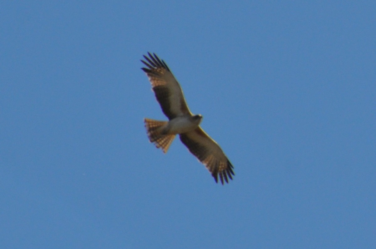 Little Eagle - ML643684474
