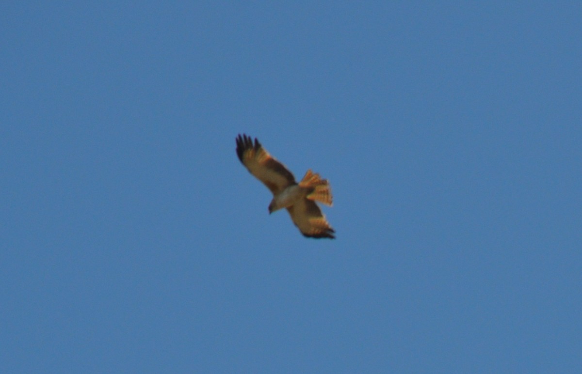 Little Eagle - ML643684475