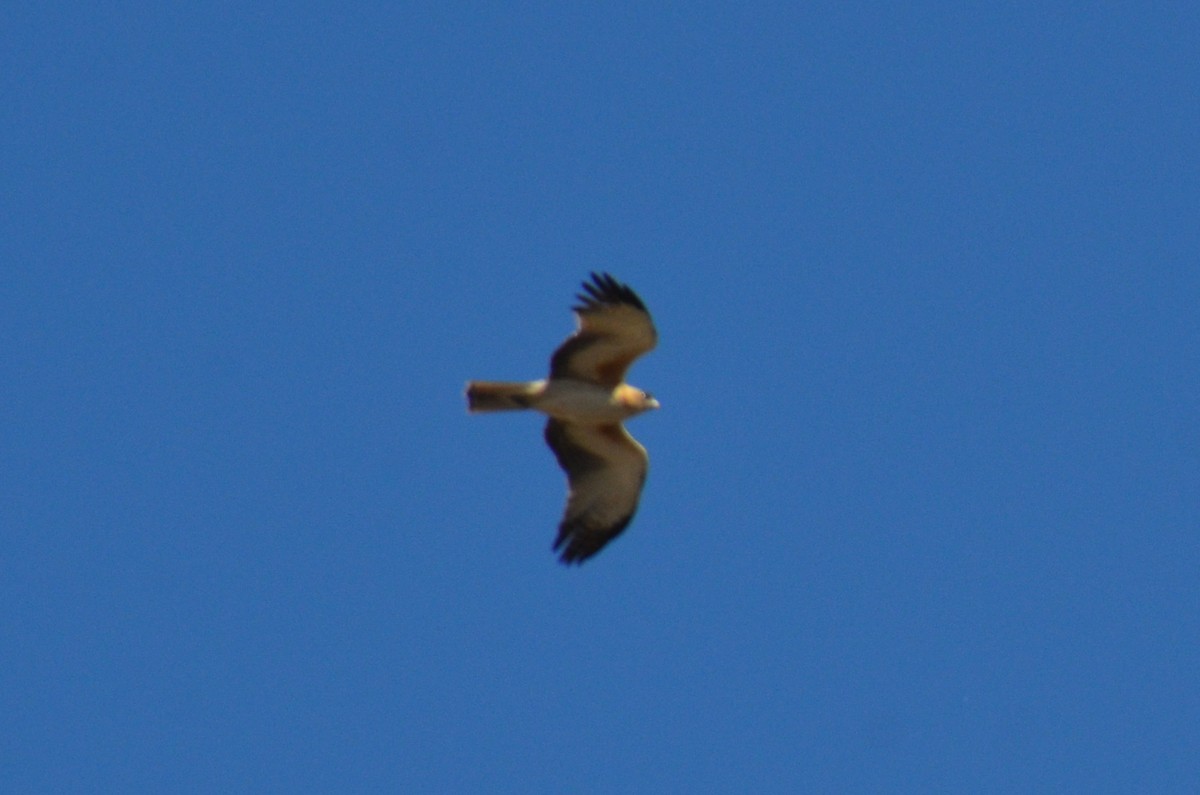 Little Eagle - ML643684476