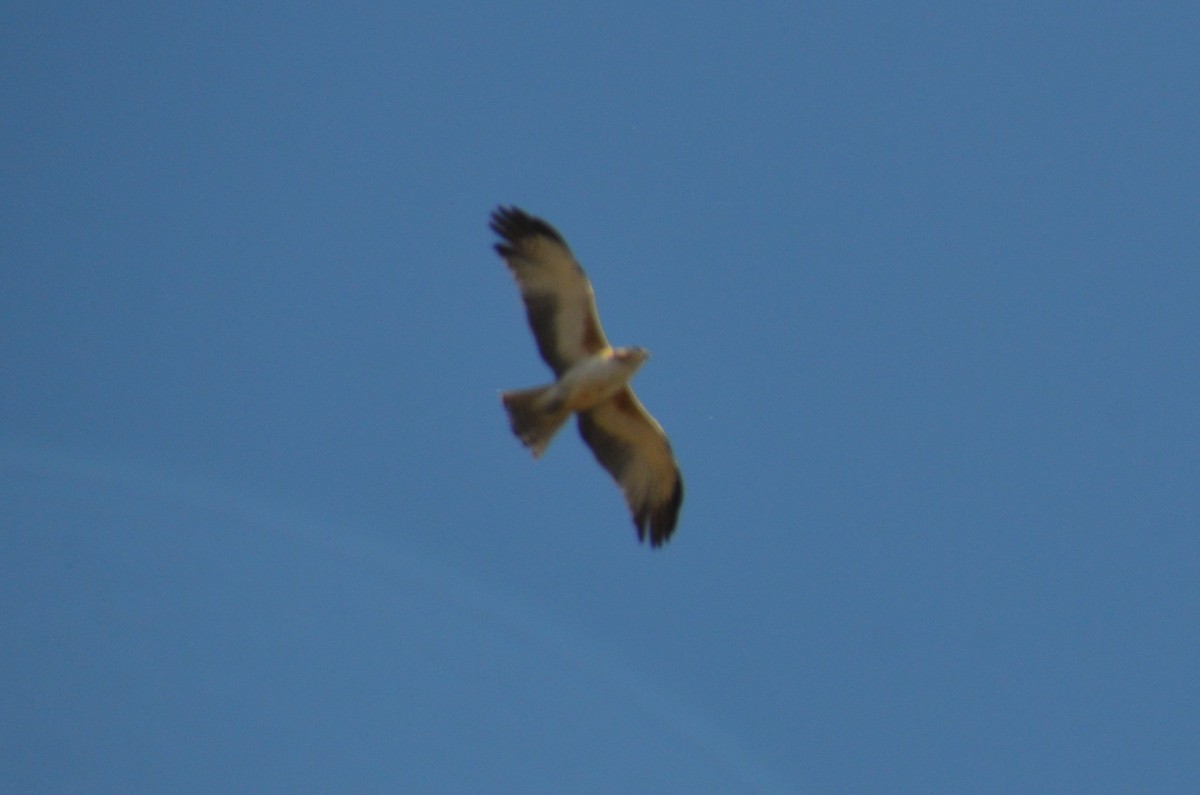 Little Eagle - ML643684477