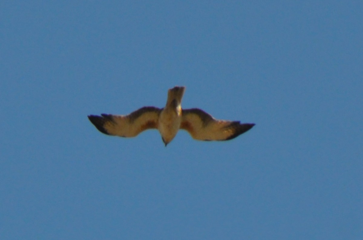 Little Eagle - ML643684478