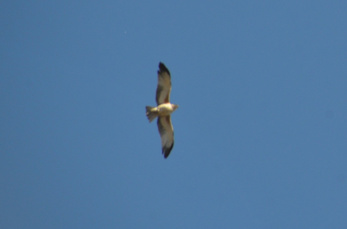 Little Eagle - ML643684479