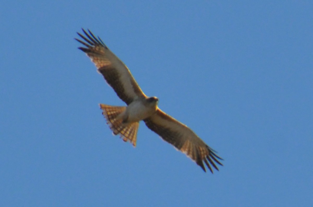 Little Eagle - ML643684480