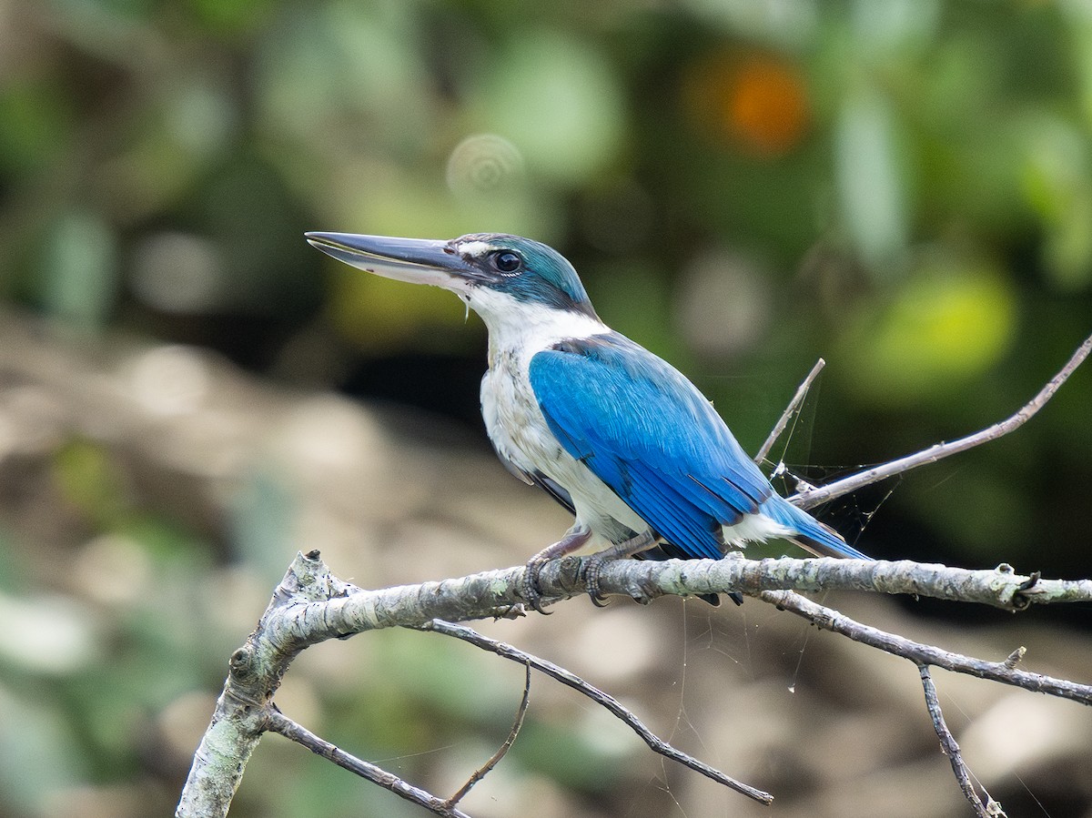 Collared Kingfisher - ML643684518