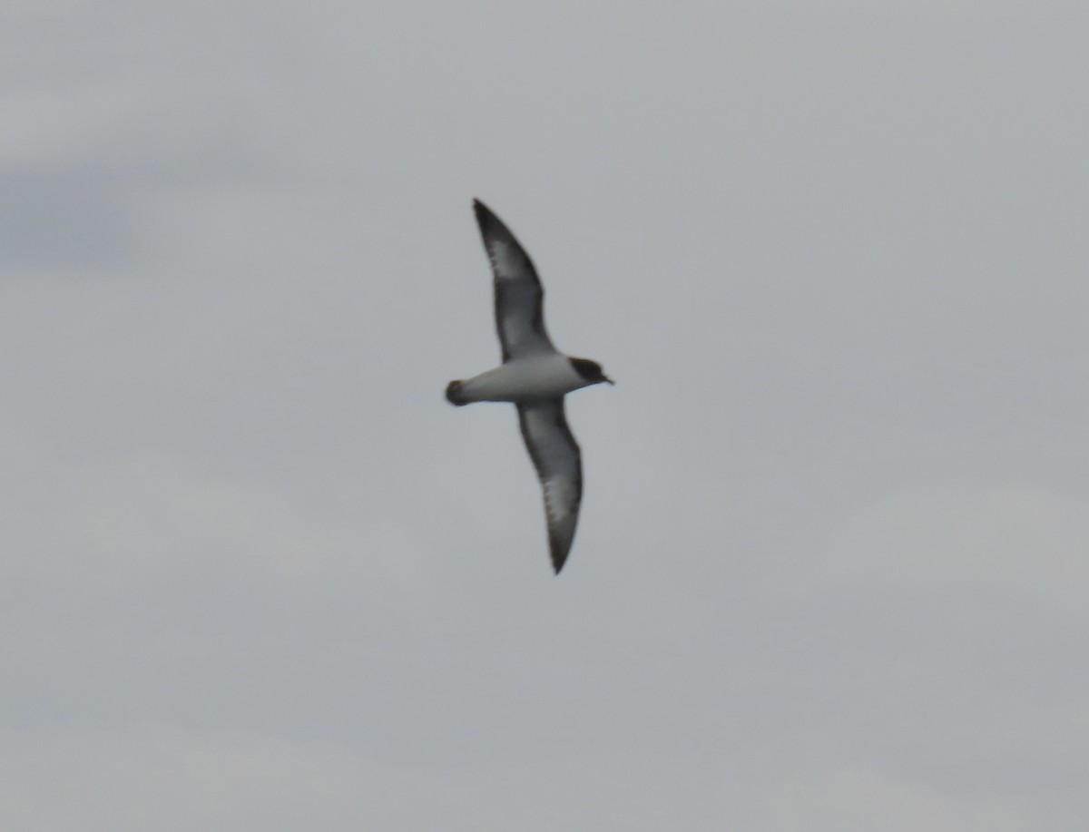 Pintado Petrel - ML643684522