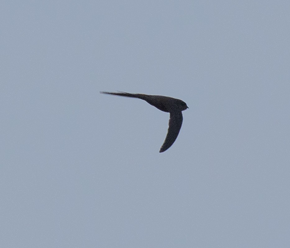African Palm Swift - ML643684523