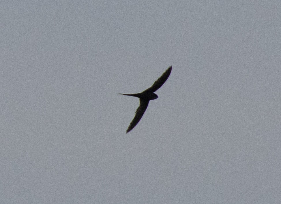 African Palm Swift - ML643684525