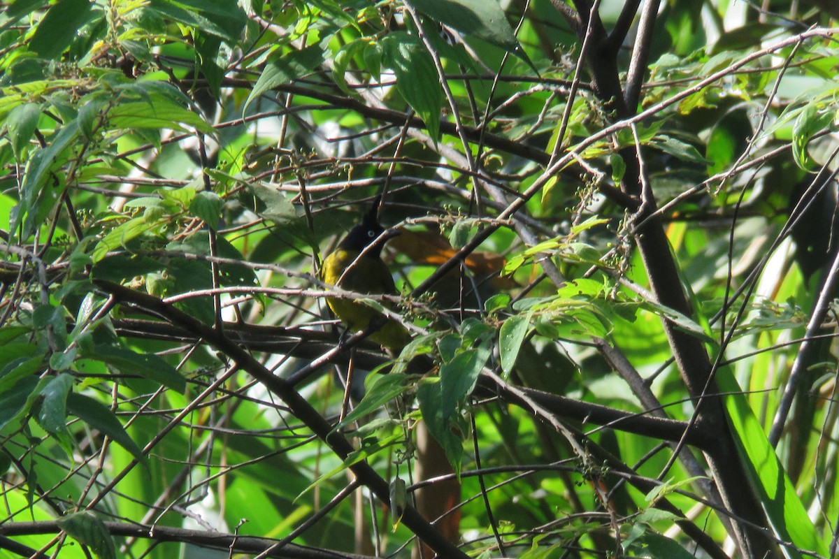 Black-headed Bulbul - ML643684543