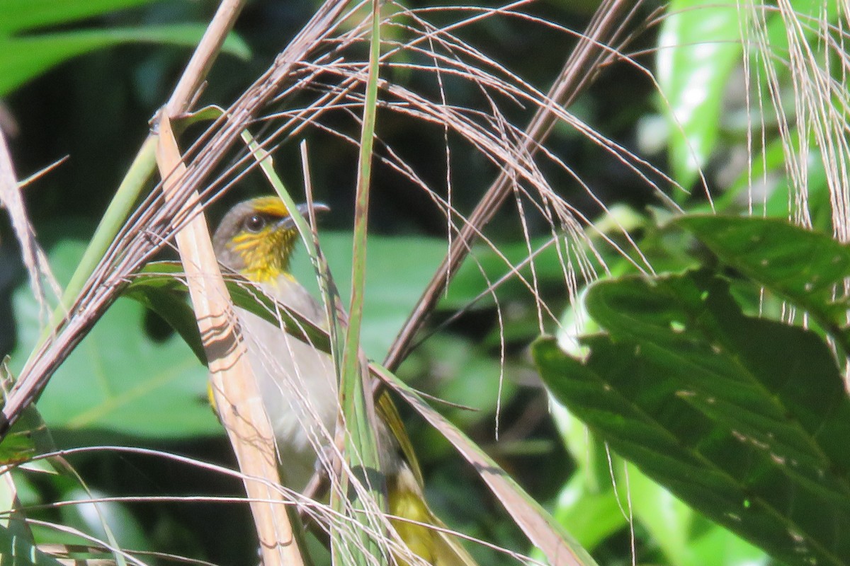 Stripe-throated Bulbul - ML643684550