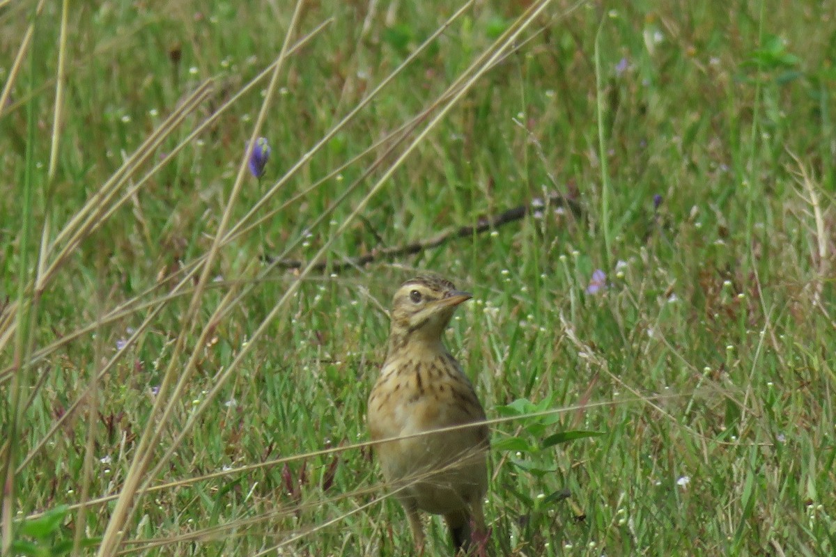 Paddyfield Pipit - ML643684553