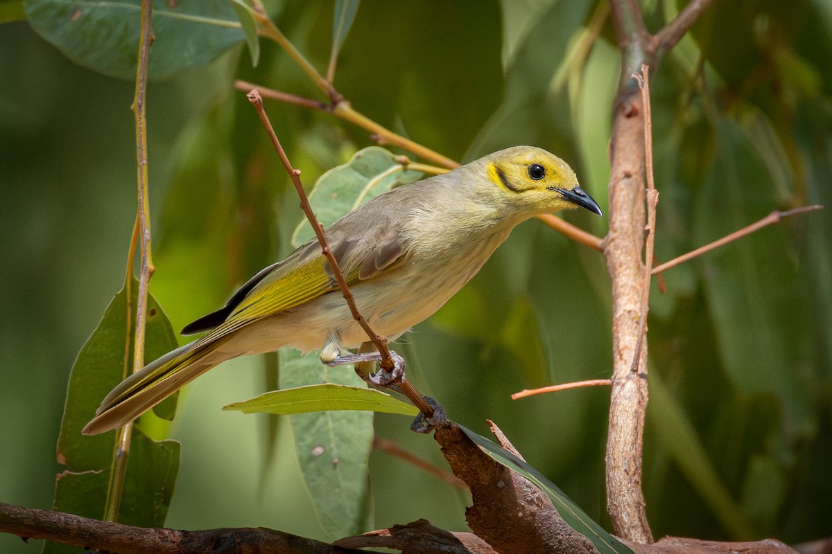 Yellow-tinted Honeyeater - ML643684554