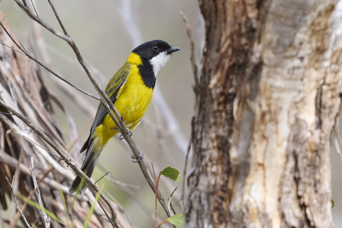 Golden Whistler - ML643684563