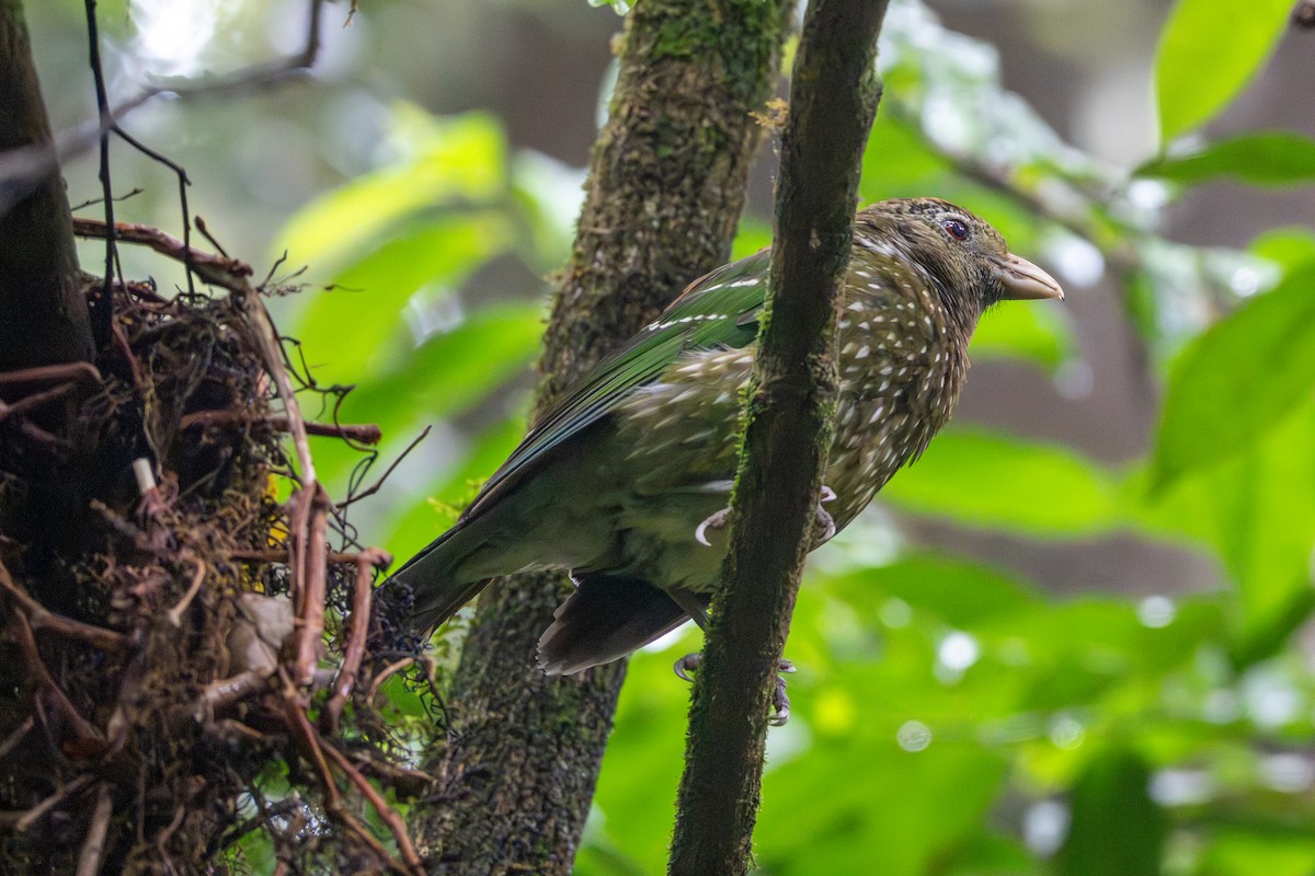 grønnkattefugl - ML643684564