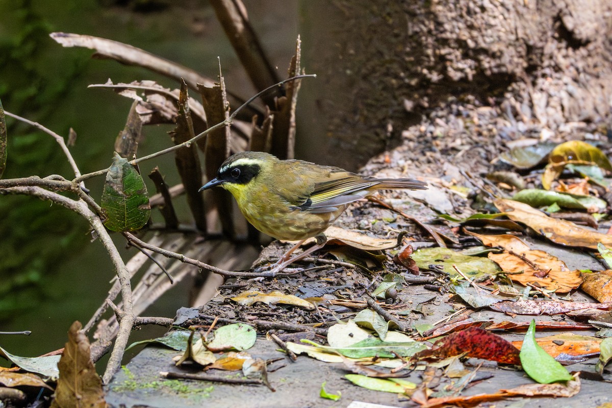 gulstrupekrattsmett - ML643684565