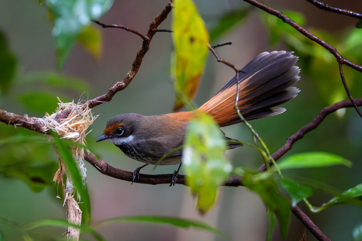 rustgumpviftestjert - ML643684579