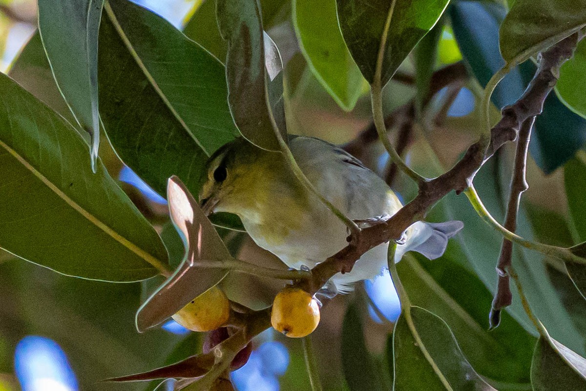 Tennessee Warbler - ML643684589