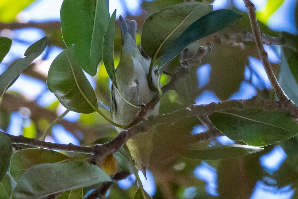 Tennessee Warbler - ML643684590