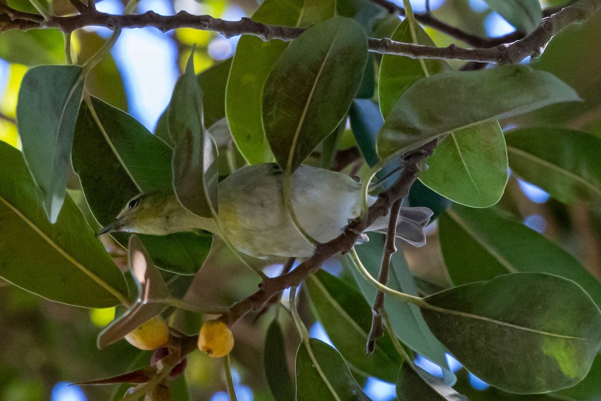 Tennessee Warbler - ML643684591