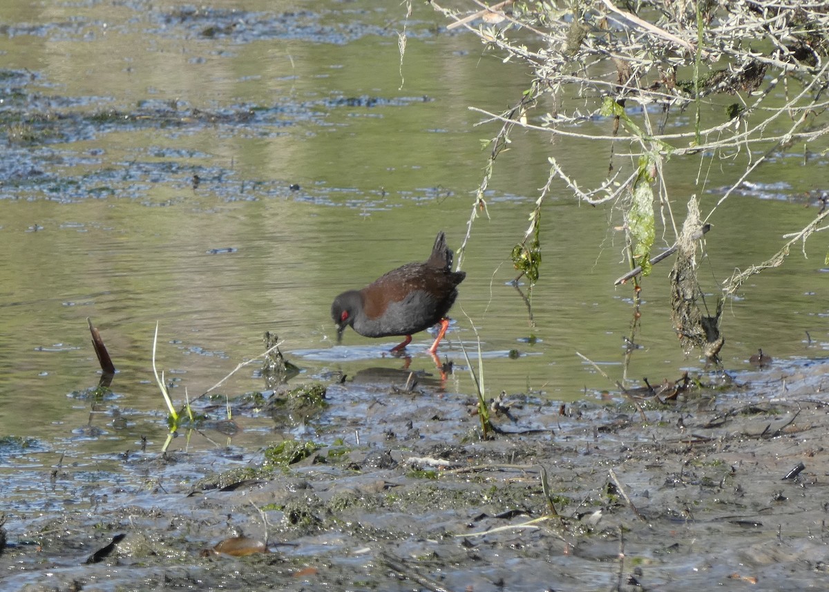 Spotless Crake - ML643684612
