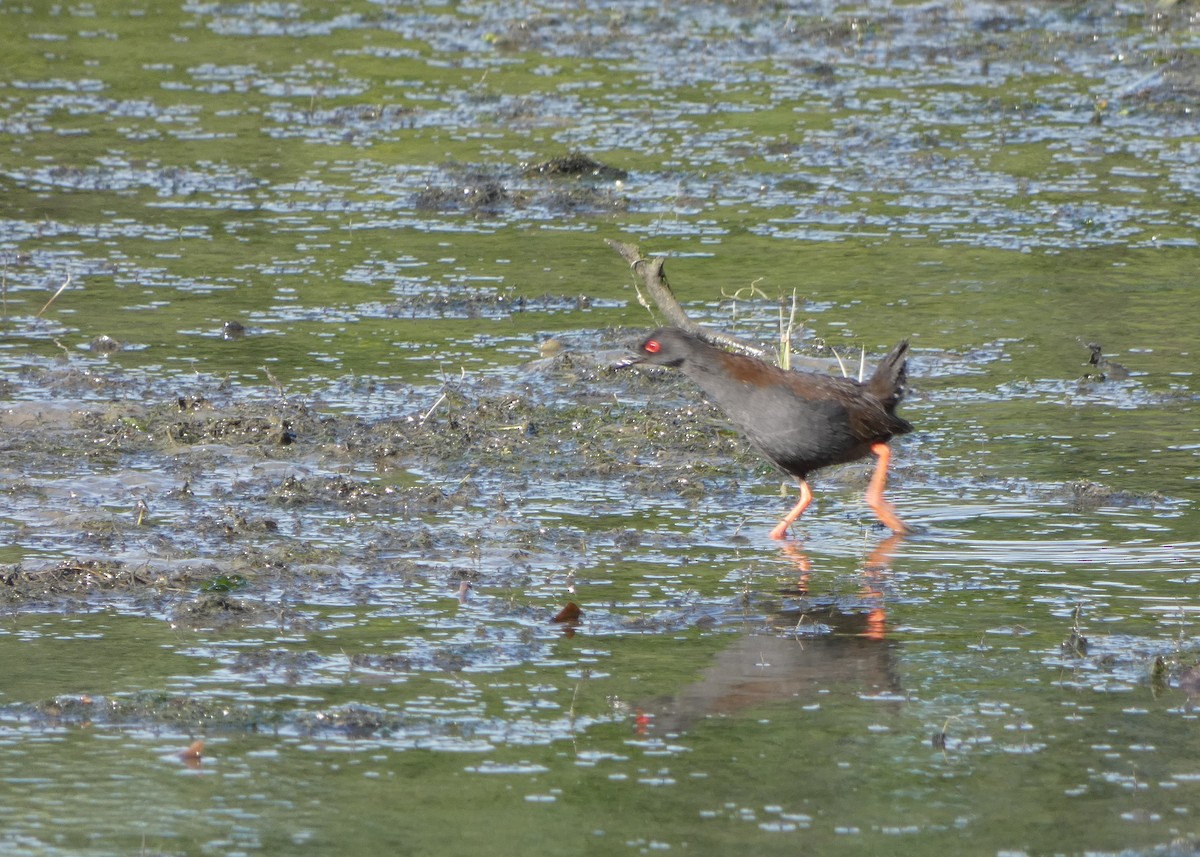 Spotless Crake - ML643684613