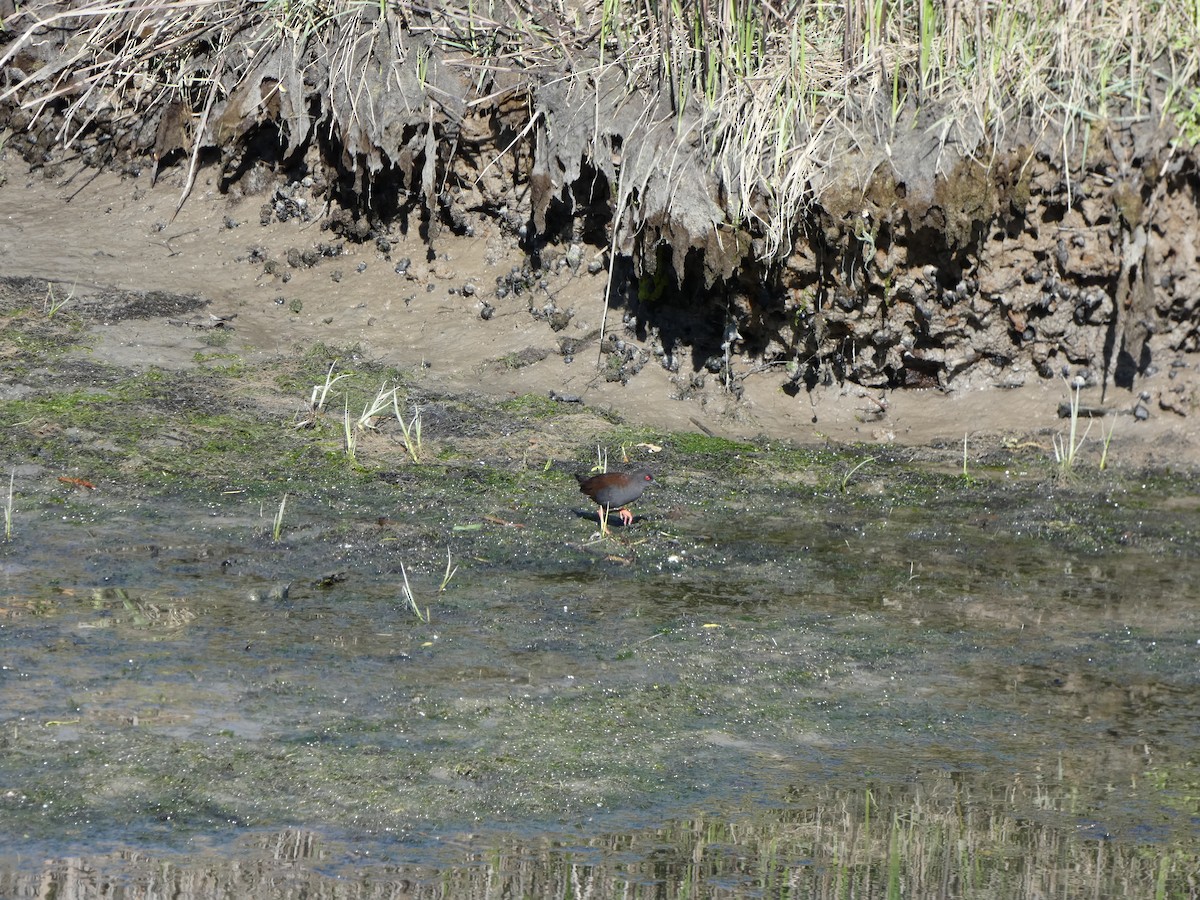 Spotless Crake - ML643684614
