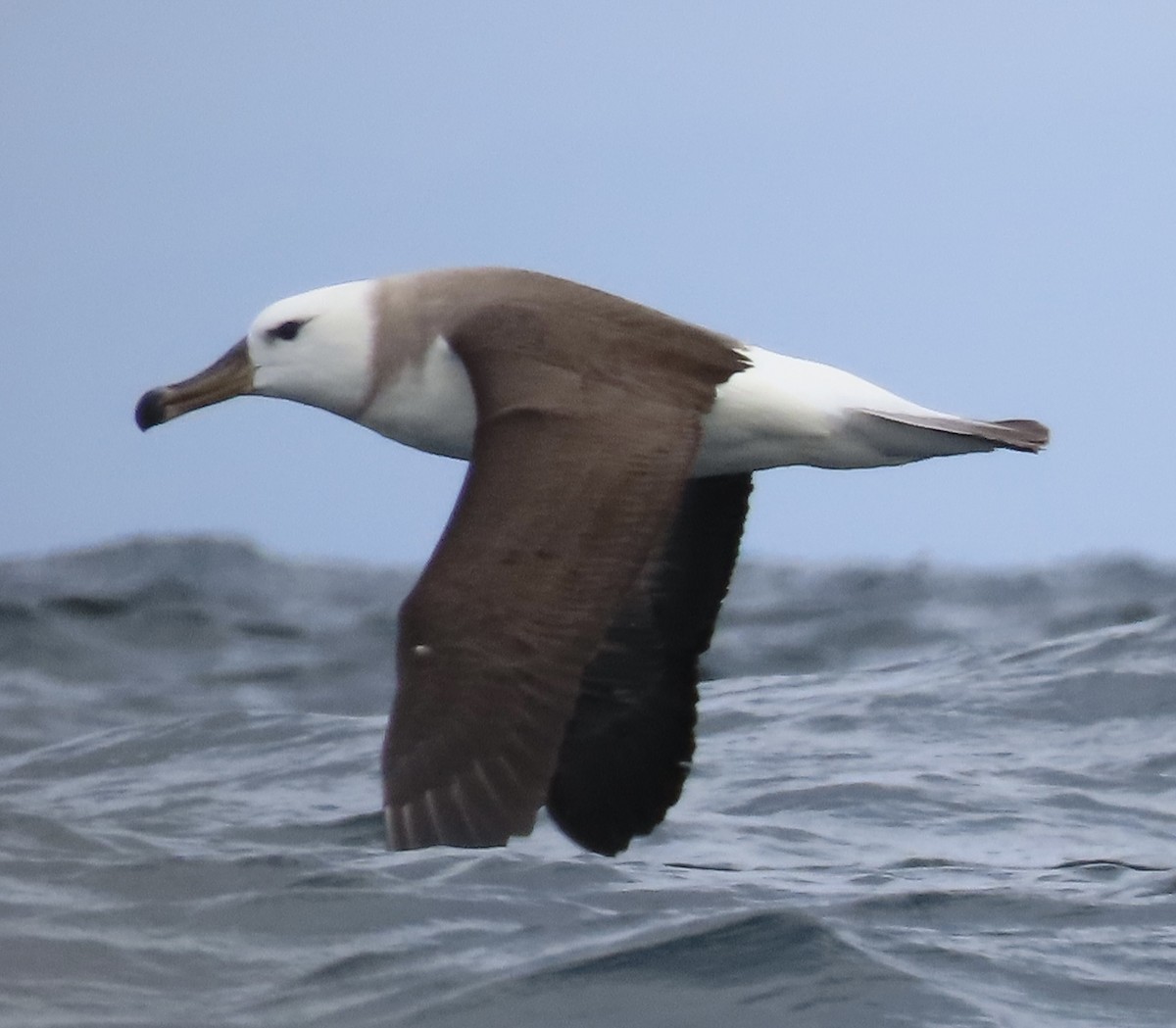 Black-browed Albatross (Black-browed) - ML643684626