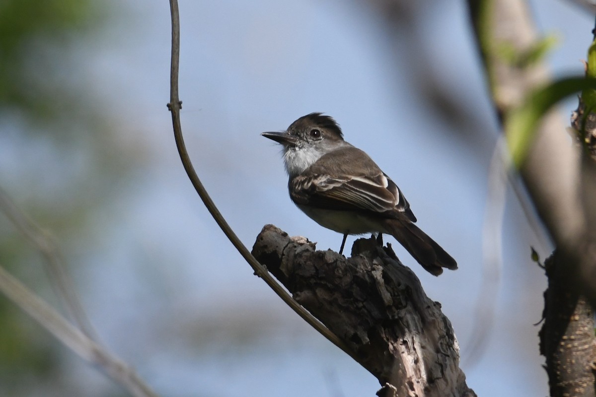 La Sagra's Flycatcher - ML643684640