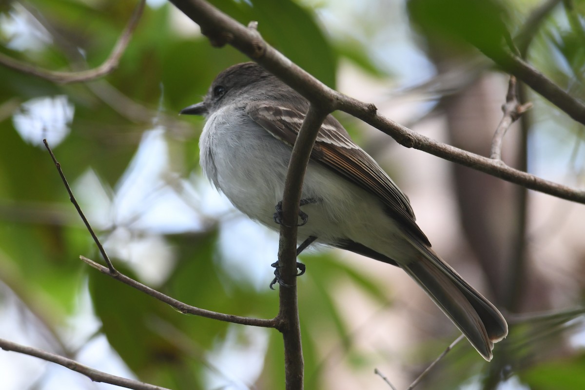 La Sagra's Flycatcher - ML643684641