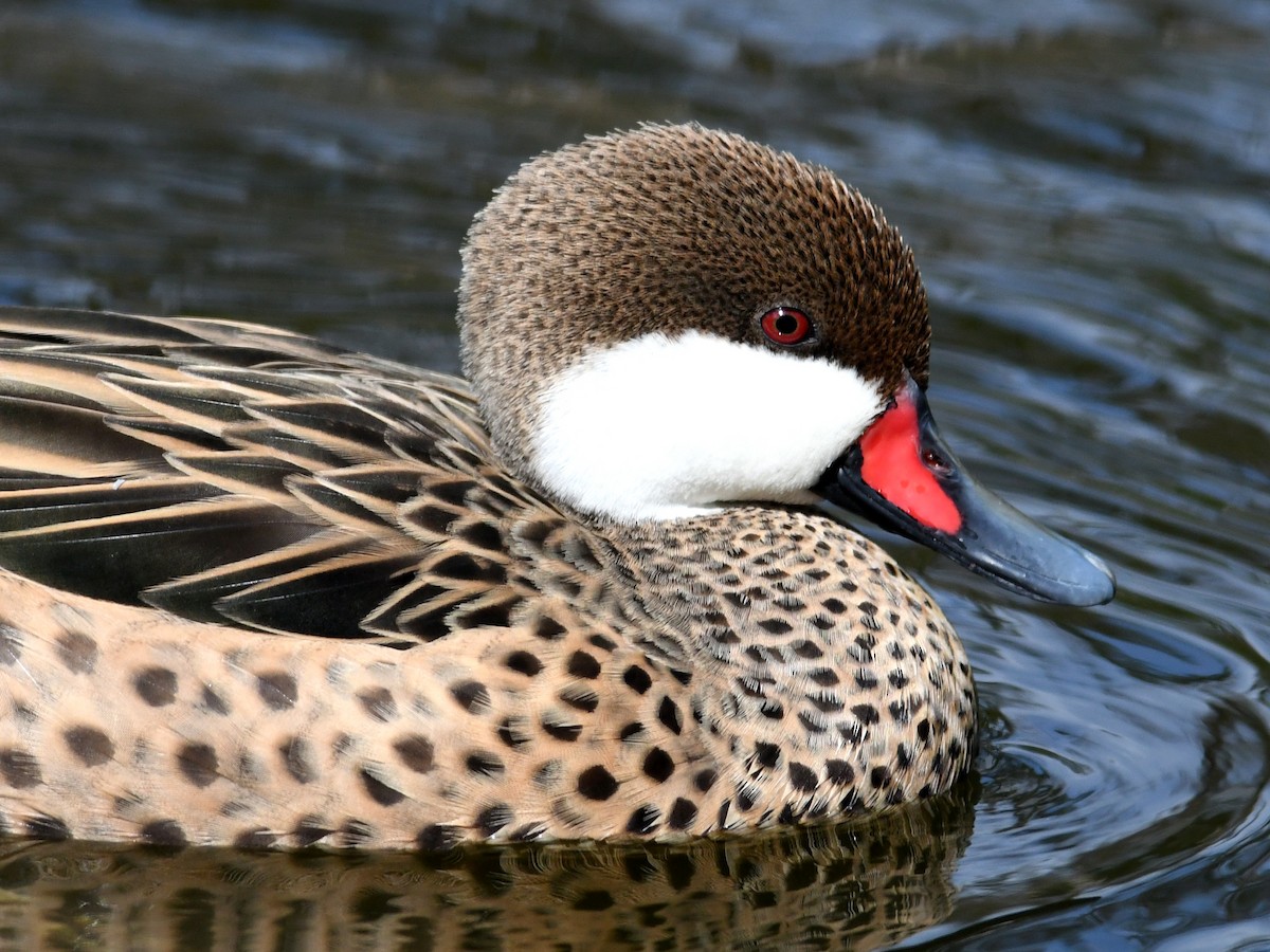 White-cheeked Pintail - ML643684649