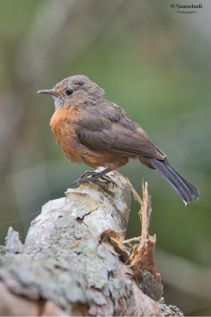 Rockwarbler - ML643684656