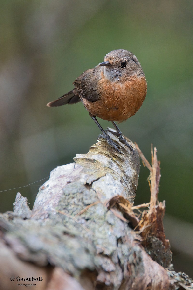 Rockwarbler - ML643684657