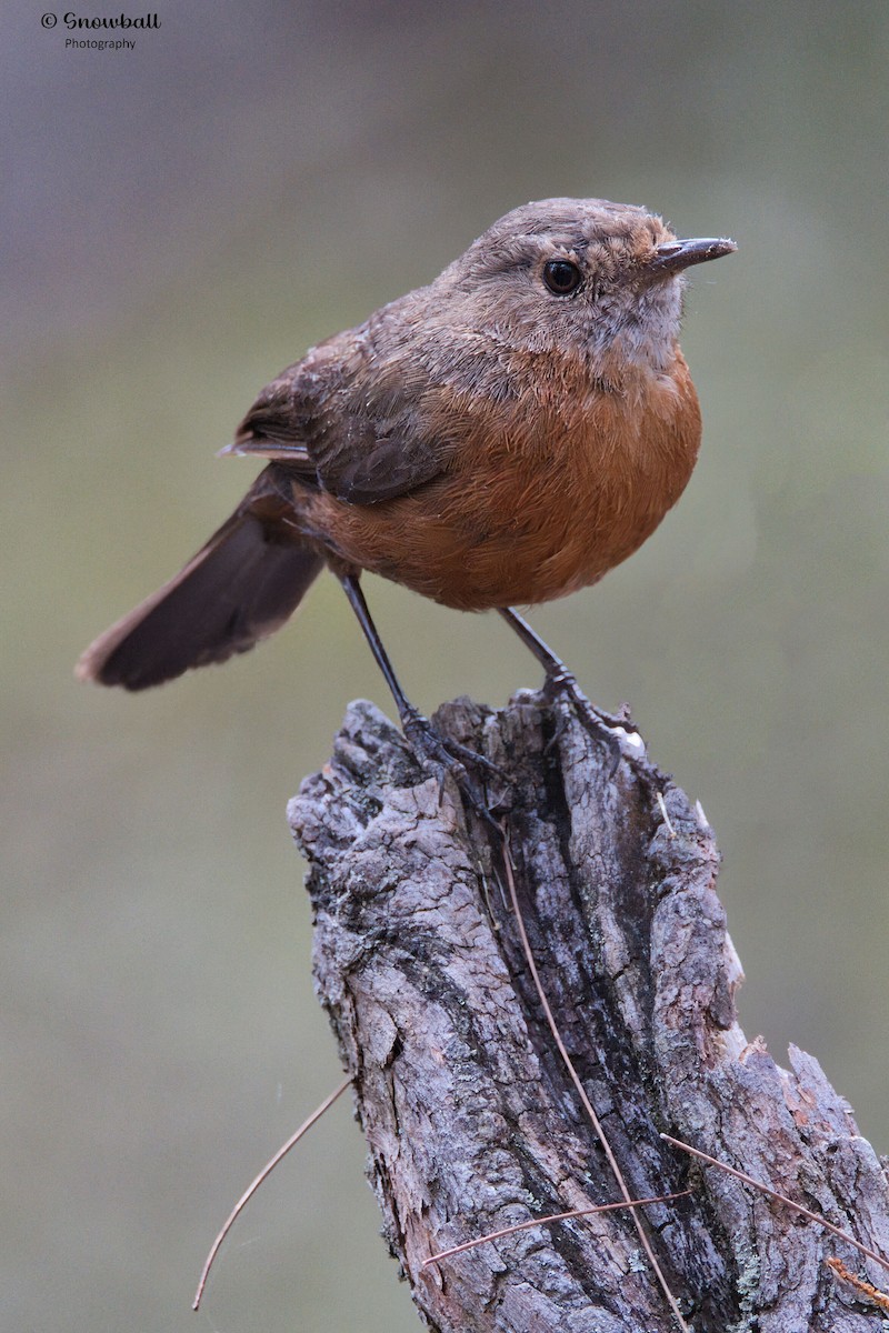 Rockwarbler - ML643684658